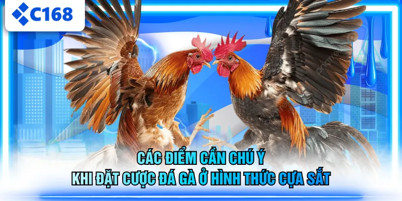 Các điểm cần chú ý khi đặt cược đá gà ở hình thức cựa sắt
