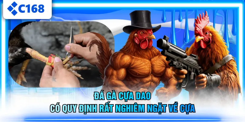 Đá gà cựa dao có quy định rất nghiêm ngặt về cựa