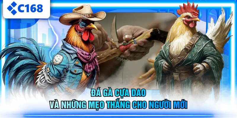 Đá gà cựa dao và những mẹo thắng cho người mới