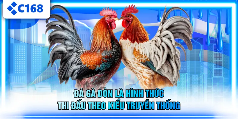 Đá gà đòn là hình thức thi đấu theo kiểu truyền thống