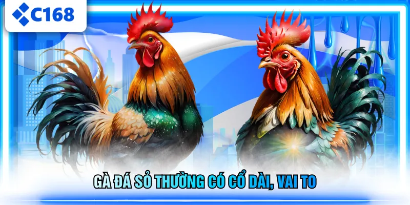 Gà đá sỏ thường có cổ dài, vai to